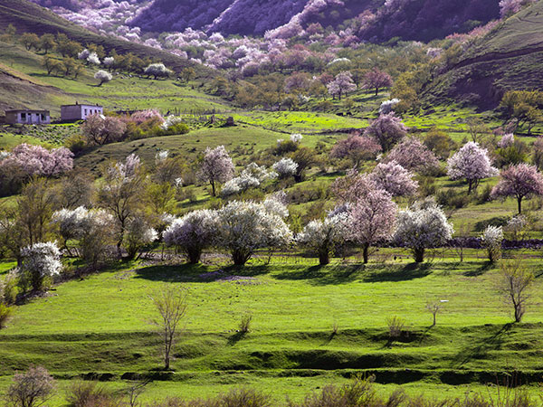 Xinjiang Apricot Flower