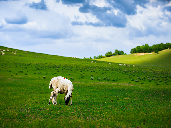 Bashang Grassland