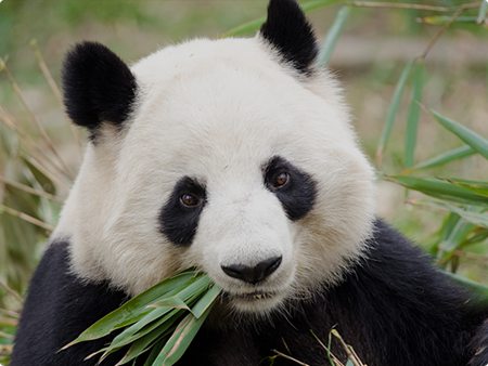 chengdu