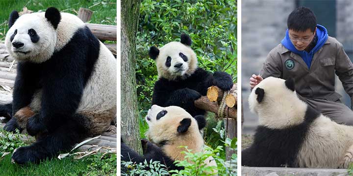 Giant Panda in Chengdu