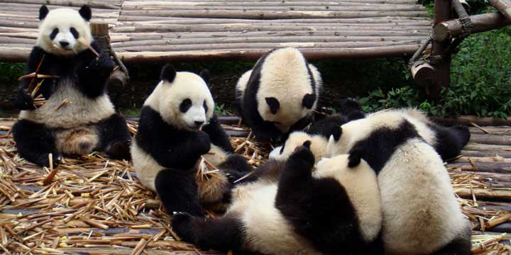 Chengdu Research Base of Giant Panda Breeding