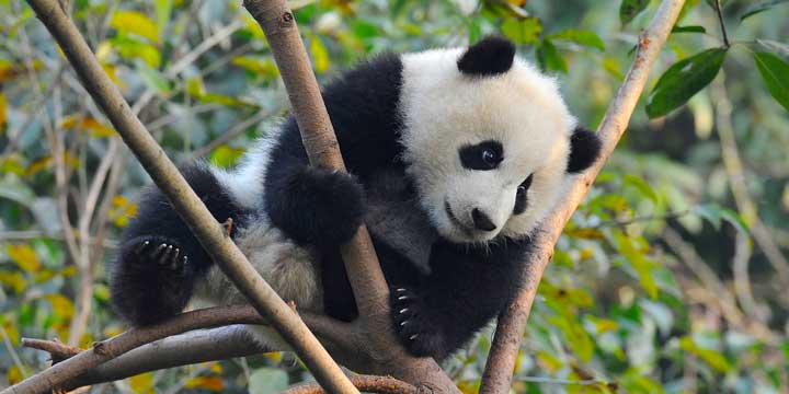 Chengdu Research Base of Giant Panda Breeding