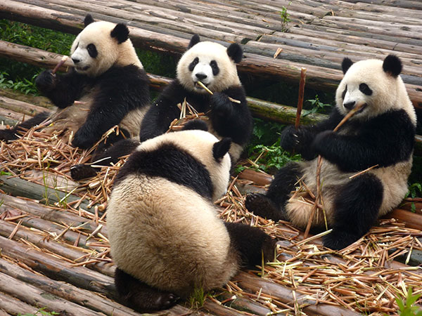 giant pandas