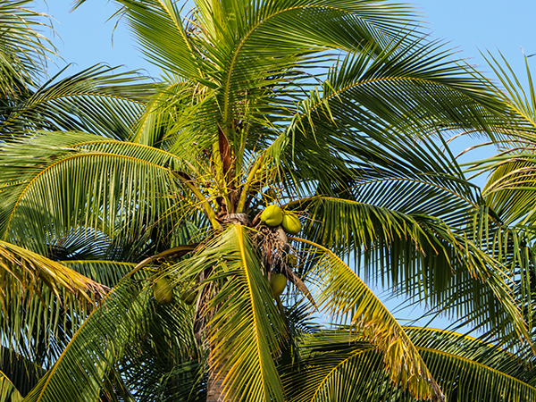 Dongjiao Coconut Plantation