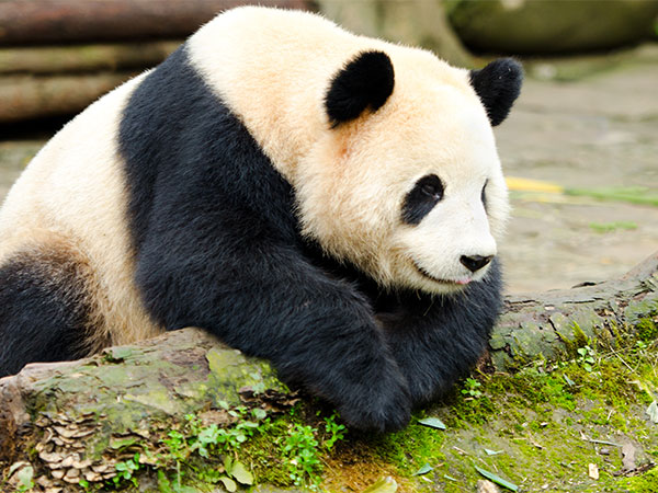 Dujiangyan Panda Base