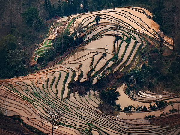 Yuyuan Rice Terraces