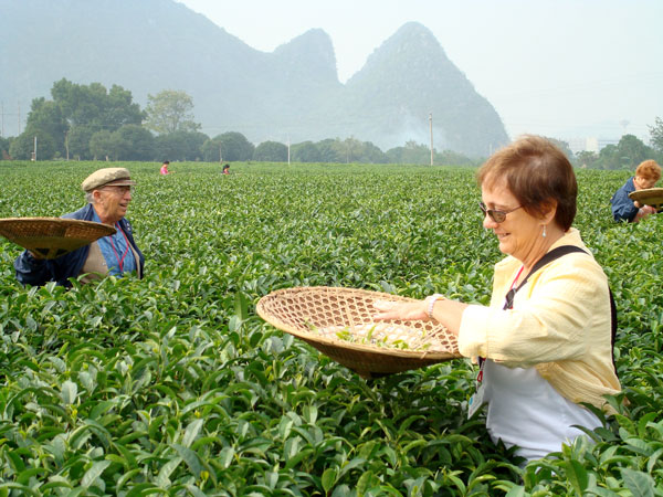 Tea Plantation