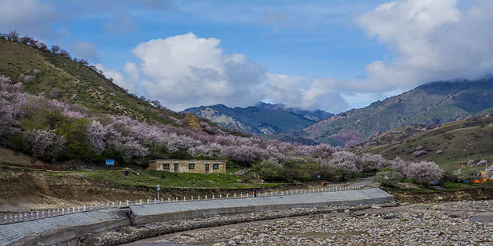 Apricot Blossom in Ili