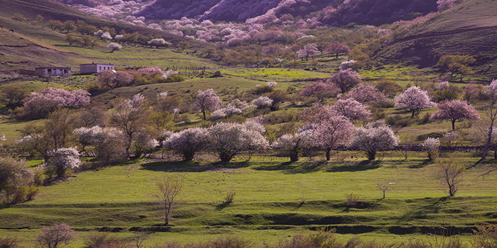 Apricot Flowers at Tuergen Village