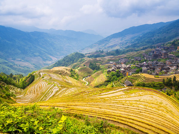 Longji Rice Terraces