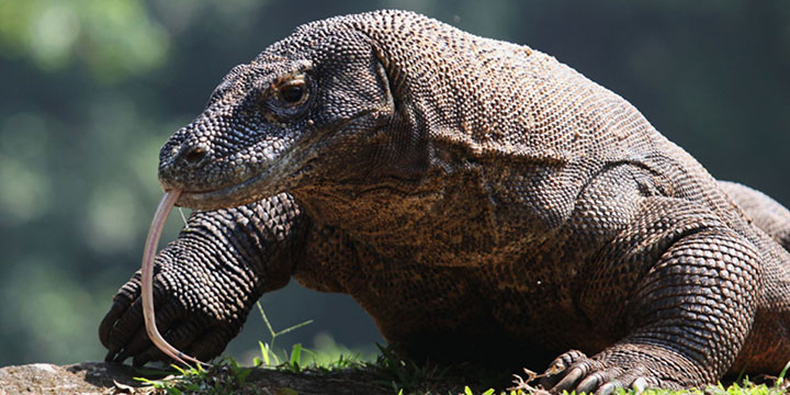 Komodo Dragon