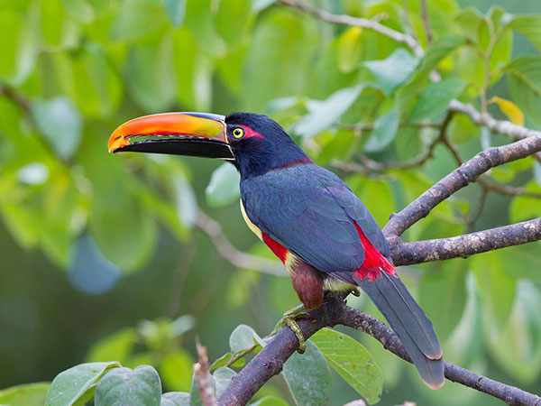 7 Days Peninsula Malaysia Birding