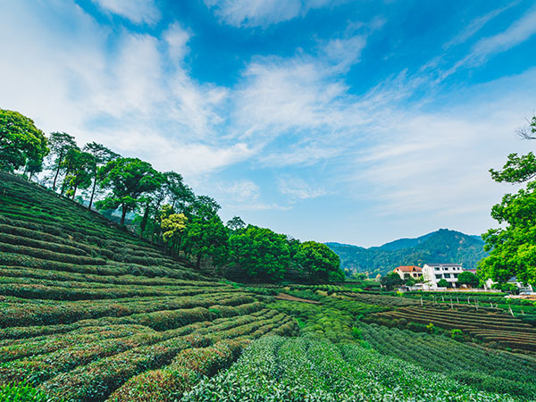 Mujiawu Tea Plantation