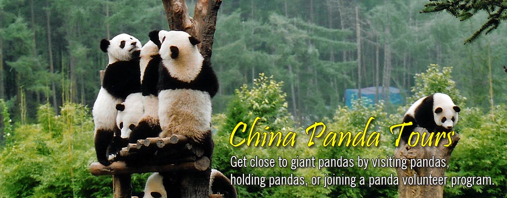 China Panda Tours