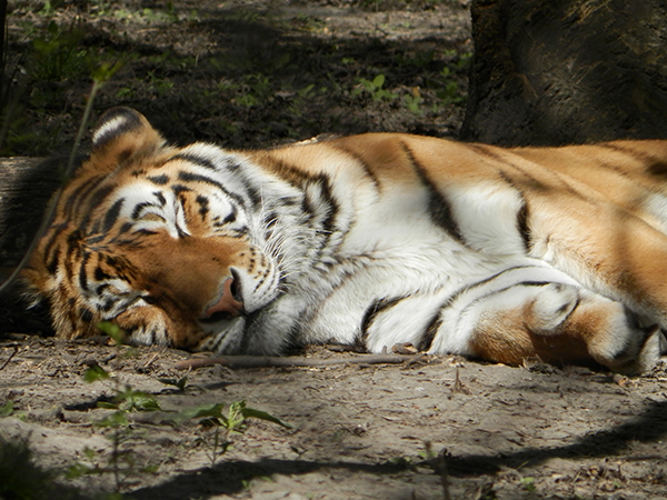 Siberia Tiger Park