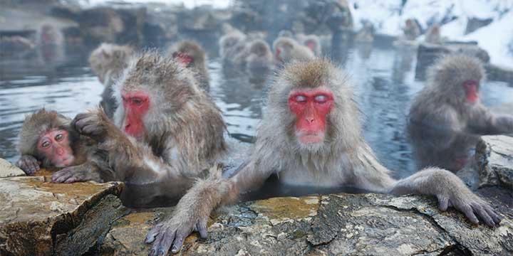 Jigokudani Snow Monkey