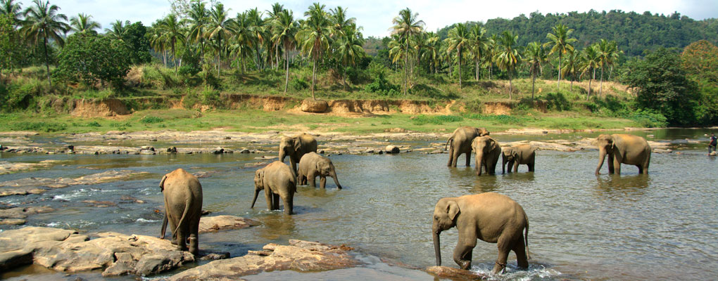 Sri Lanka Tours