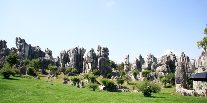 Stone Forest