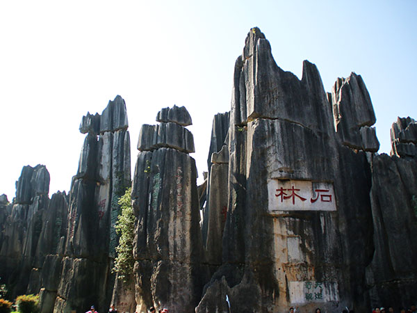 Stone Forest