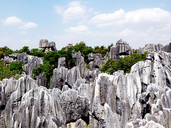 Stone Forest