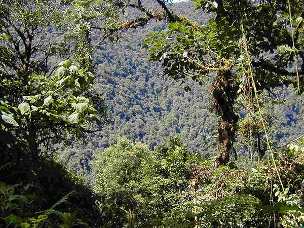 Tropical Rainforest of Xishuangbanna