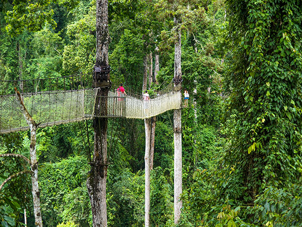 Wangtianshu (Parashorea Cathayensis) Aerial Walkway