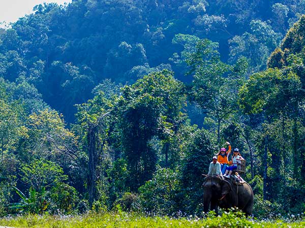 Wild Elephant Valley Forest Park