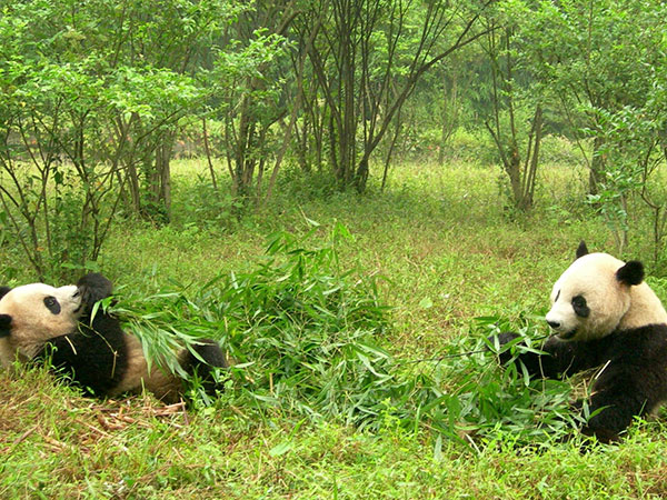 Wolong Panda Reserve