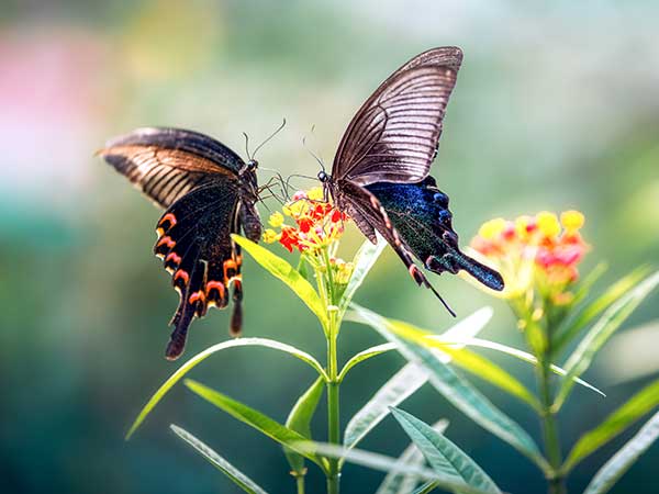 Xishuangbanna Tropical Plants Garden