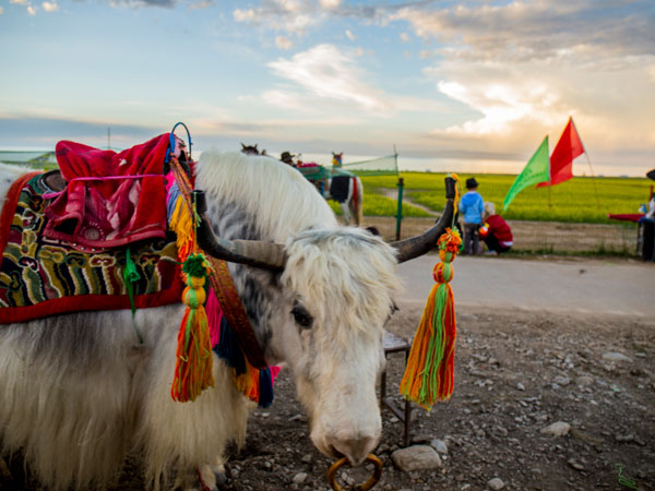 Lhasa